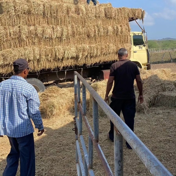 Apoyo a pequeños ganaderos esta vez en Copey, MonteCristi