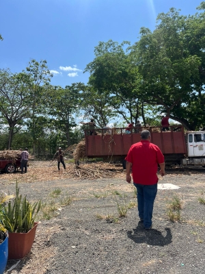 Entrega de caña de azúcar