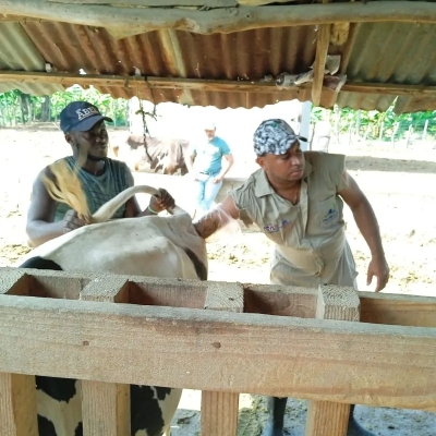 Sincronización, chequeos de preñez e inseminación por celo natural, en las fincas de Ramón Jiménez, Ramón Polanco, José Bernal y Gregorio Gutiérrez, en Los Guamachos de Mao, provincia Valverde.