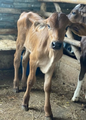 Saludables terneras nacidas en la finca del señor Rafael Darío Ramos, en El Llano de La Gorra, municipio Partido en Dajabón.