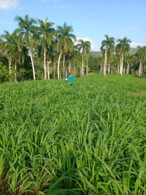 Seguimos sembrando semillas de cambio en nuestras comunidades. Esta vez, nos dirigimos a las fértiles tierras de Nisibón, en la provincia de La Altagracia