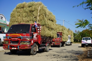 El presidente de la República, Luis Abinader, entregó, a través del Proyecto de Mejoramiento de la Ganadería (PROMEGAN), cuatro mil pacas de pasto a decenas de asociaciones de ganaderos de la Línea Noroeste