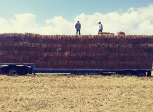 Entrega De Pacas A Zonas Afectadas Por Sequía.