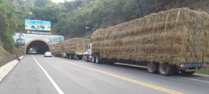 Entregas de pacas a productores del Municipio de Luperon