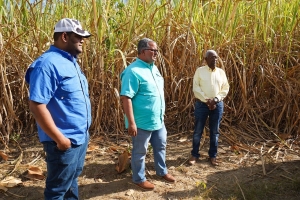 El director ejecutivo del CONALECHE, Miguel Laureano, sostuvo que la institución que dirige ha comprado campos de caña de azúcar y gestionó una picadora para ponerla a disposición de los pequeños y medianos productores ganaderos.