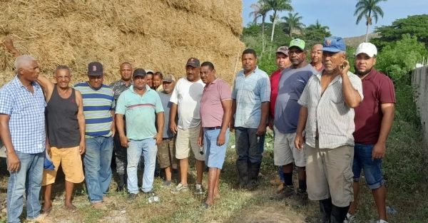 Pacas para suplir la alimentación del Ganado vacuno