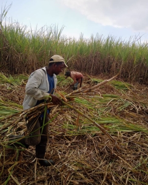 Recolección de cañas de azúcar que fueron entregada a productores y ganaderos pertenecientes a las provincias de Hato Mayor y El Seibo.