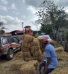 Distribución de 4 mil pacas de pasto a pequeños y medianos ganaderos del municipio Luperón, en Puerto Plata