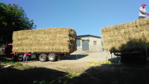 Continuamos con las entregas de pacas a las Zonas afectadas por la sequía.