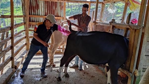 Inseminación Artificial A Tiempo Fijo #PROMEGAN